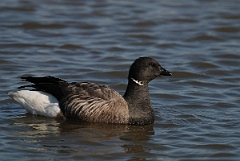David Plant Photography - Wildlife Photography - Brent goose - L